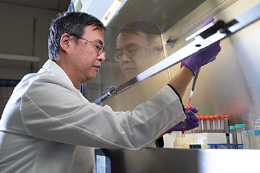The lab of Zuoming Sun, Ph.D., studies the mechanisms controlling T cell activation and survival.